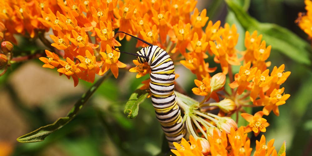 Monarch Caterpillar on Butterfly Weed (Asclepias tuberosa)